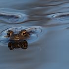 Erdkröte beim Anbaden