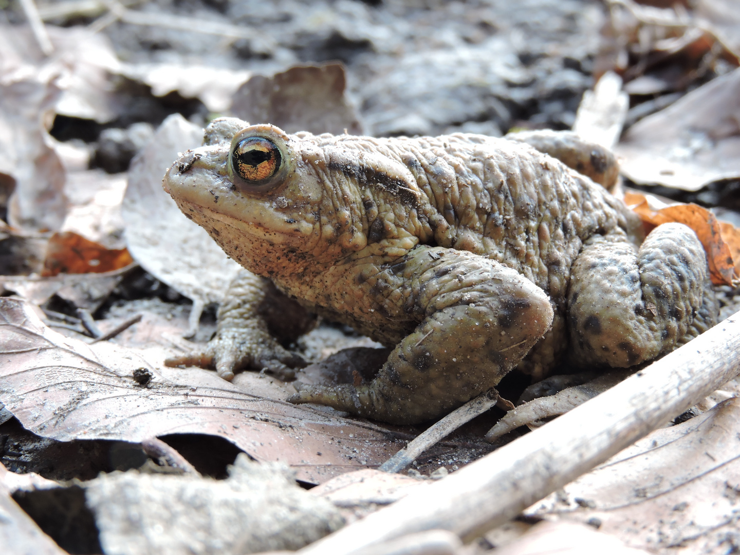 Erdkröte (Bufo bofo)