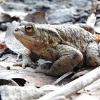 Erdkröte (Bufo bofo)