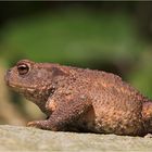 Erdkröte (Bufo bufo)