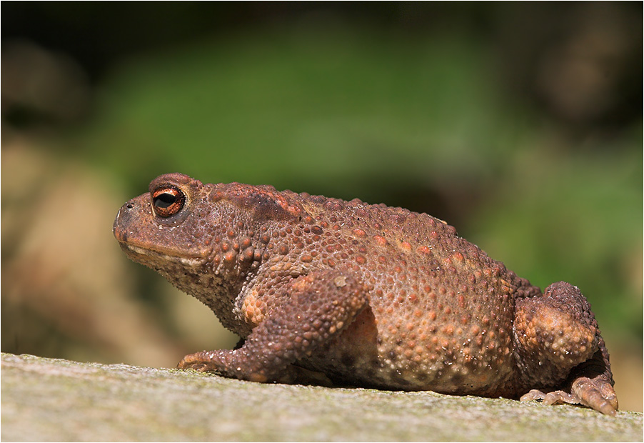 Erdkröte (Bufo bufo)