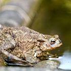 Erdkröte (Bufo bufo)