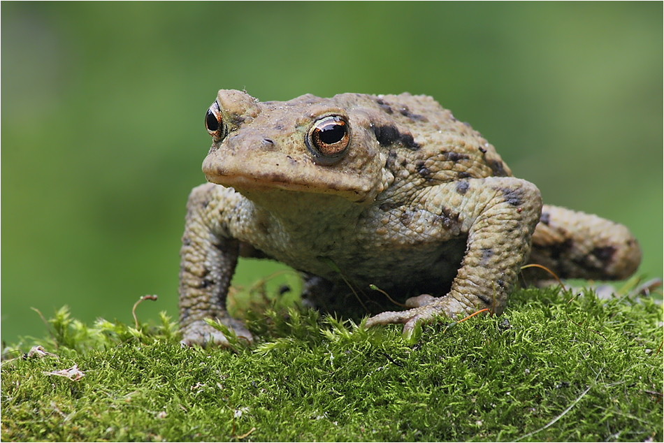 Erdkröte (Bufo bufo)