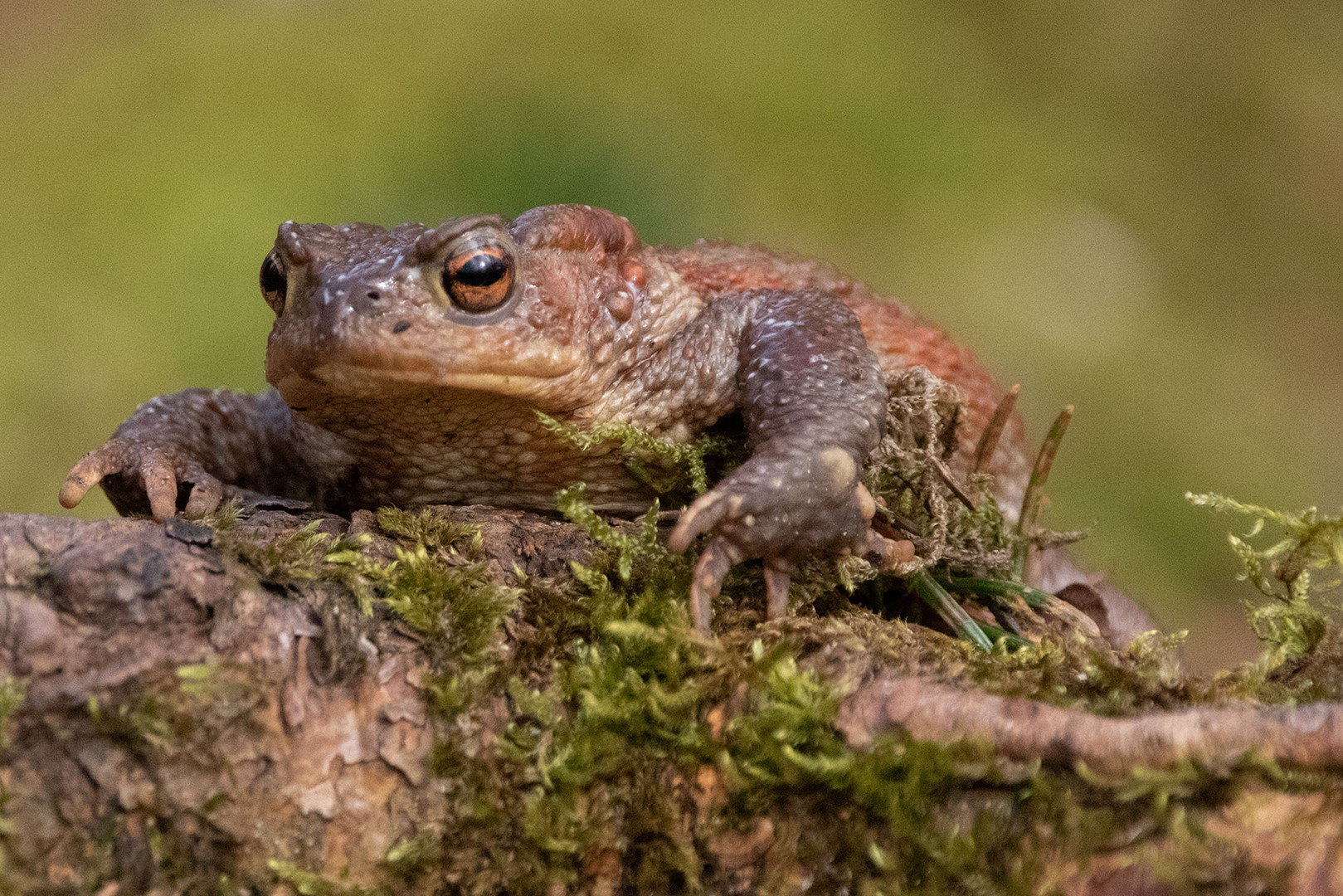 -Erdkröte (Bufo bufo)-