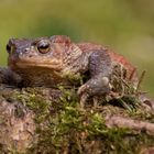 -Erdkröte (Bufo bufo)-