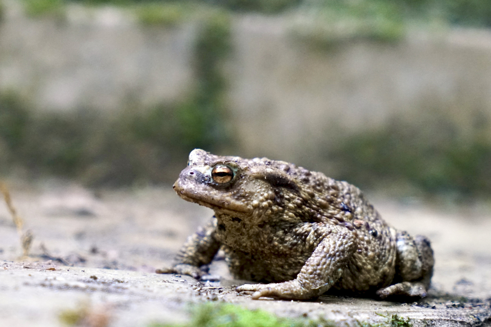 Erdkröte (Bufo bufo)