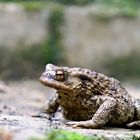 Erdkröte (Bufo bufo)