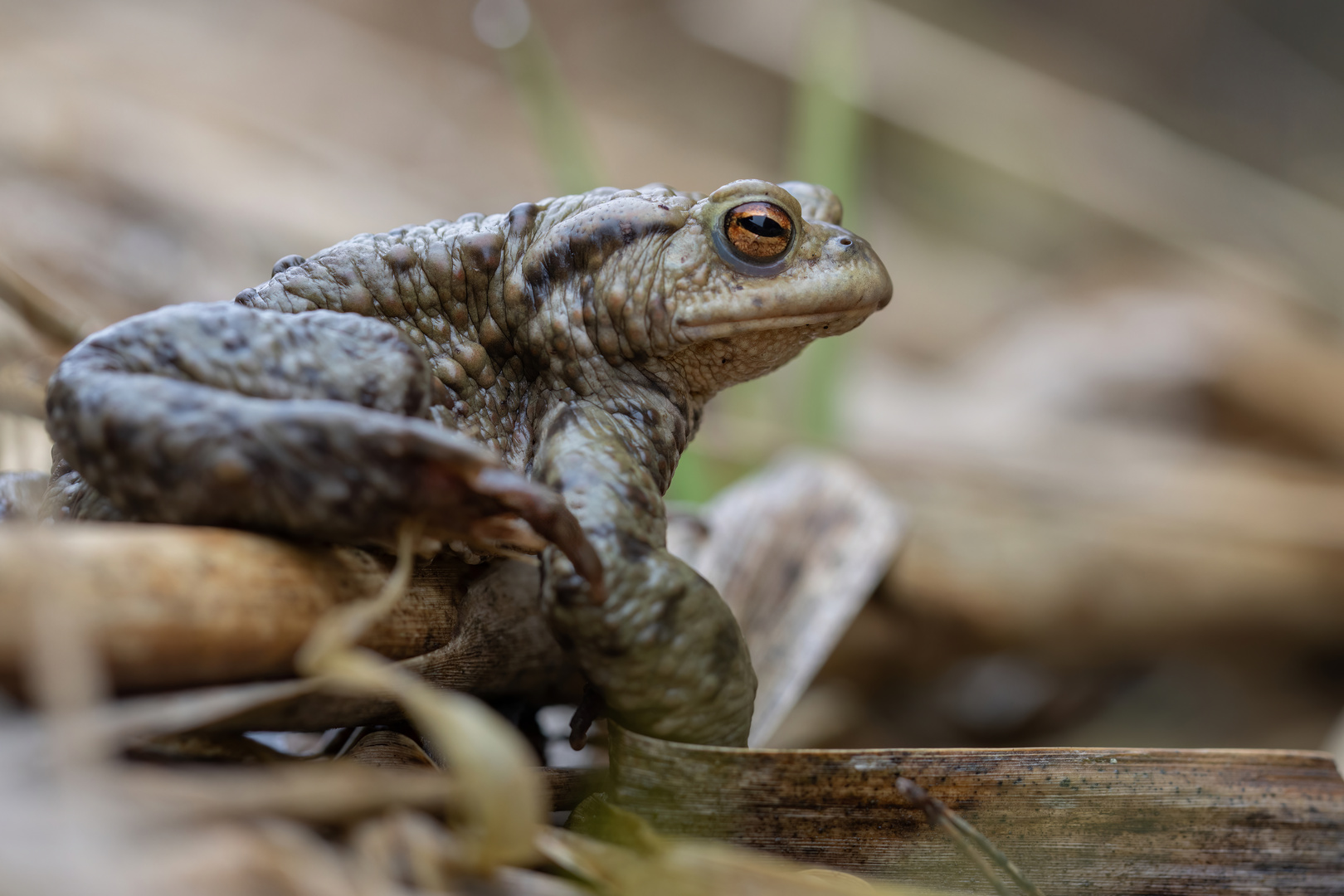 Erdkröte ( Bufo bufo)