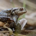 Erdkröte ( Bufo bufo)