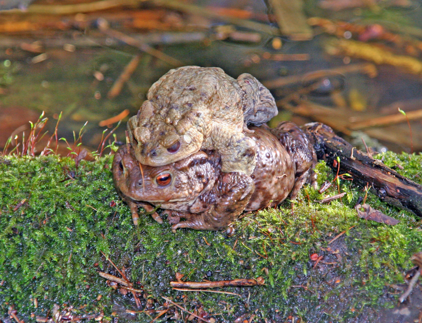 Erdkröte ( Bufo bufo )