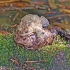 Erdkröte ( Bufo bufo )