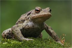 Erdkröte (Bufo bufo)