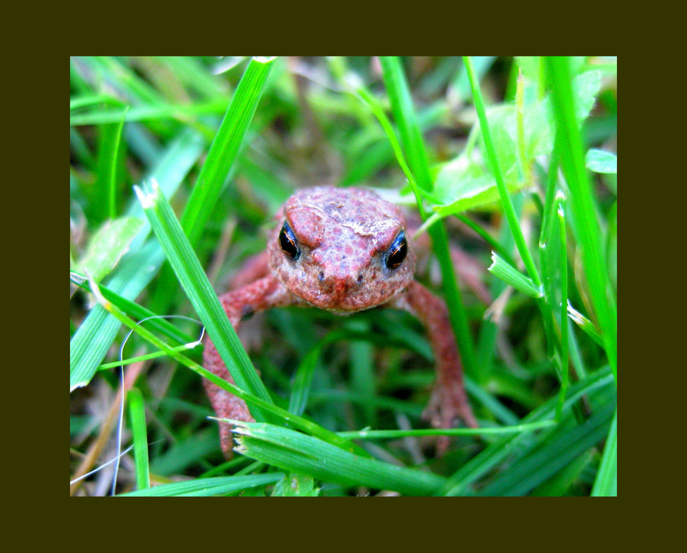 Erdkröte (Bufo Bufo)