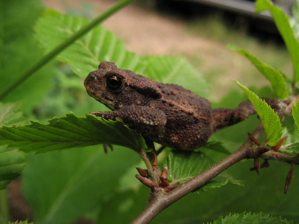 Erdkröte - Bufo bufo