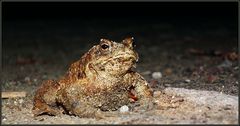 Erdkröte (bufo bufo)