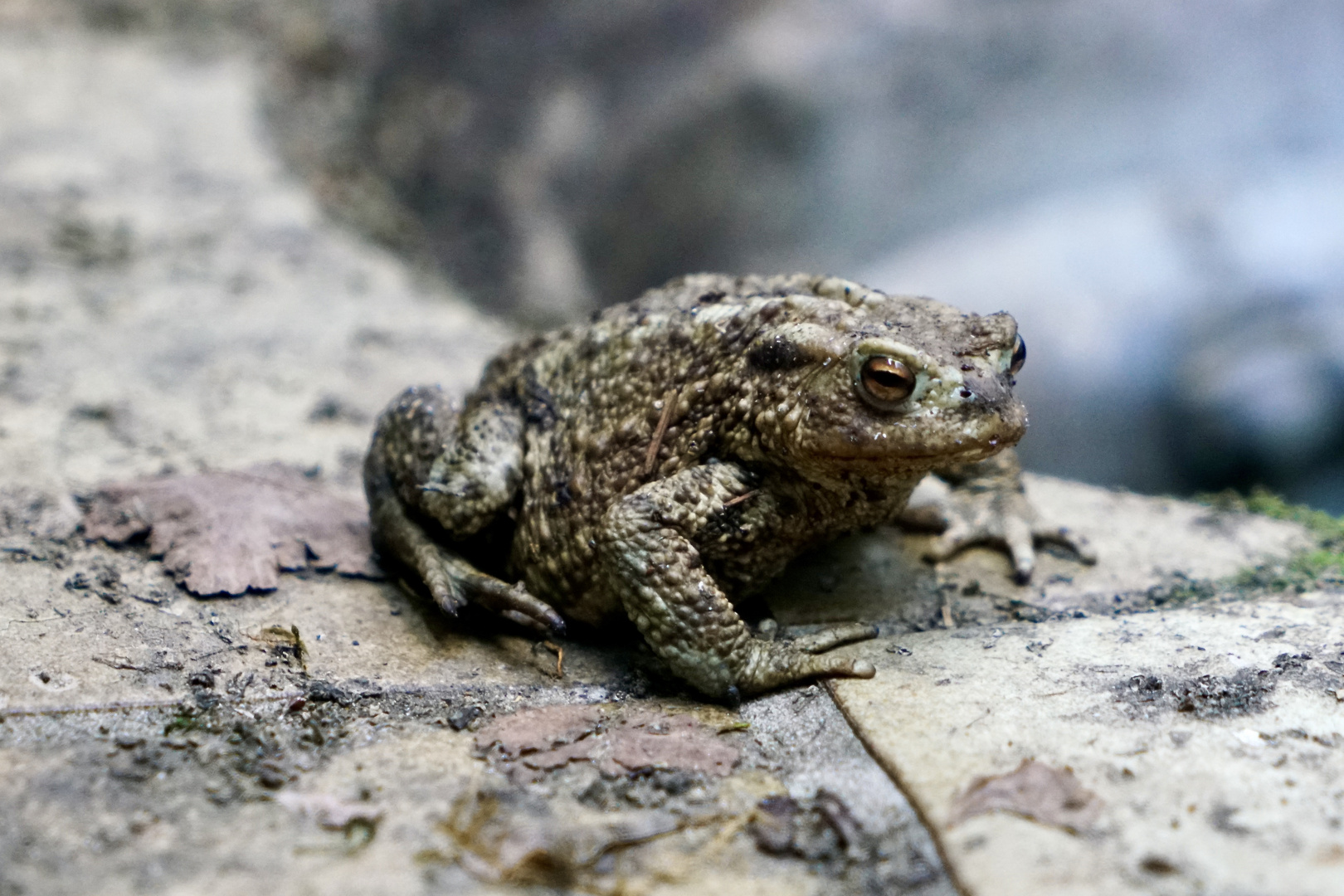 Erdkröte (Bufo bufo)