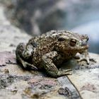 Erdkröte (Bufo bufo)