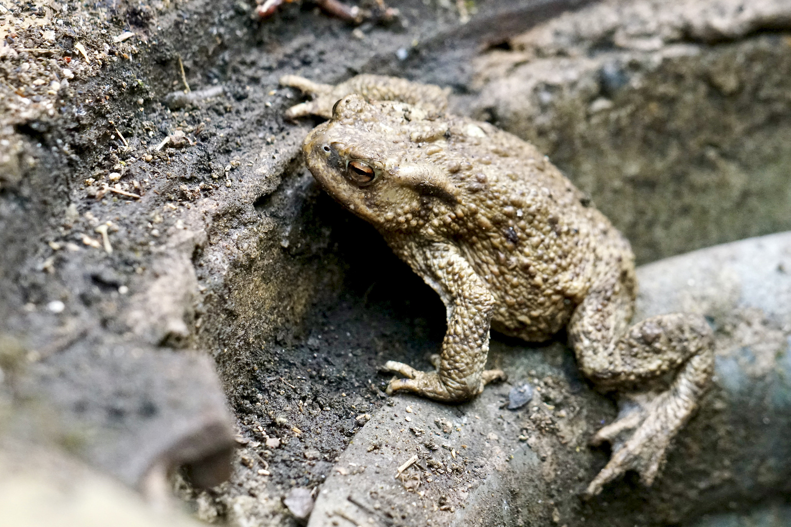 Erdkröte (Bufo bufo)