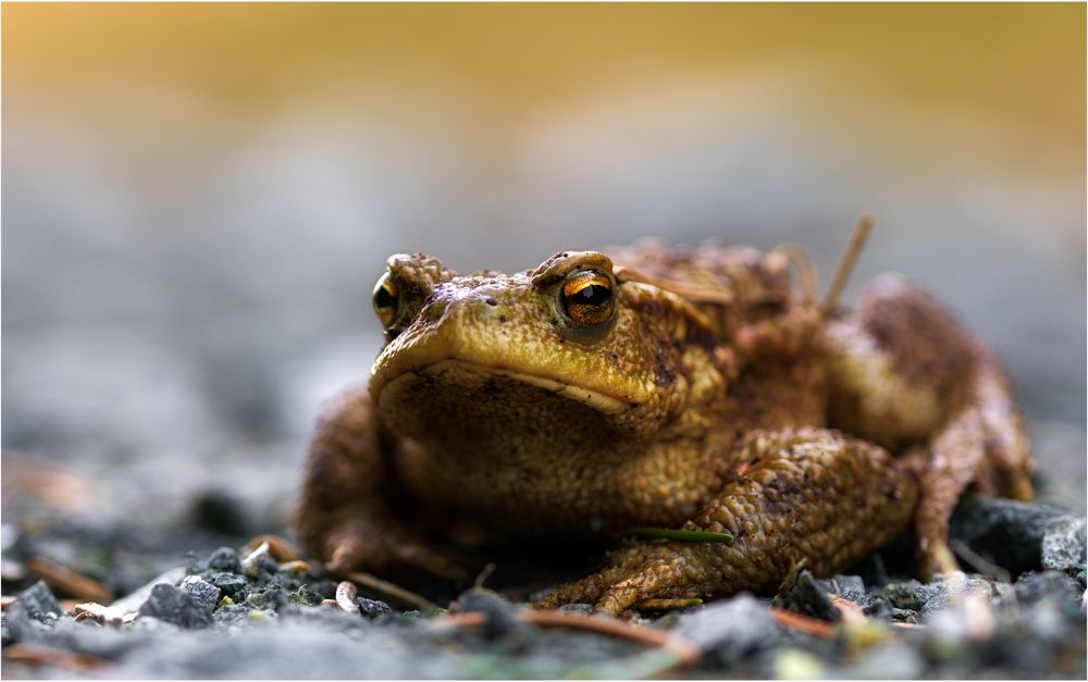 Erdkröte (Bufo bufo)