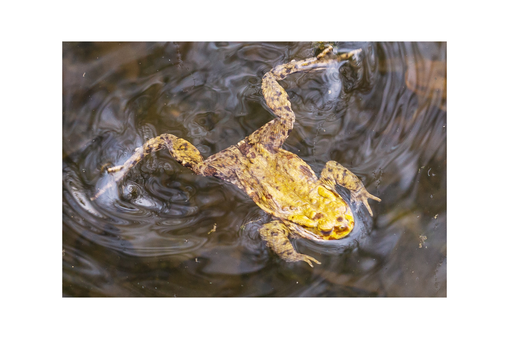 Erdkröte (Bufo bufo)