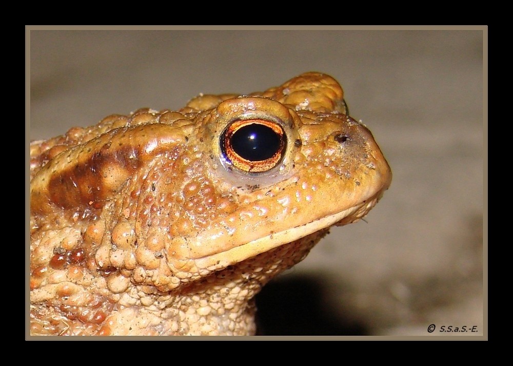 Erdkröte (Bufo bufo)