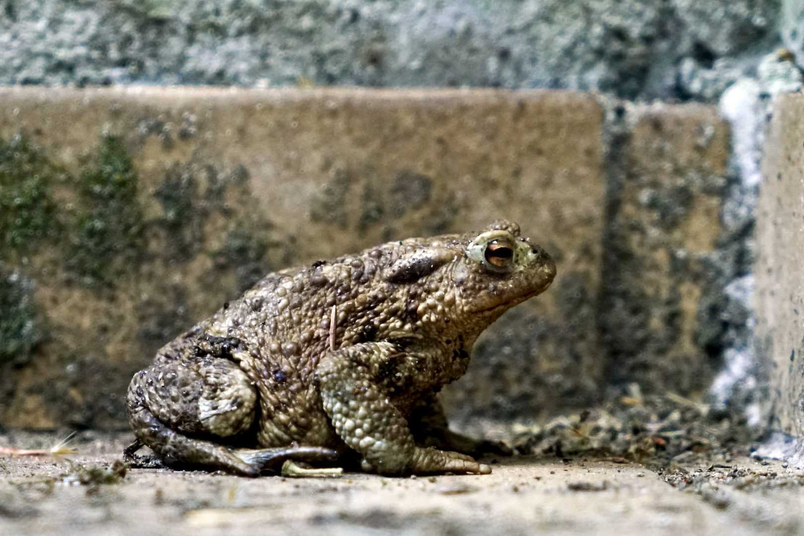 Erdkröte (Bufo bufo)