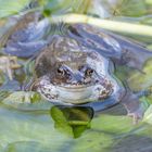 Erdkröte (Bufo bufo)