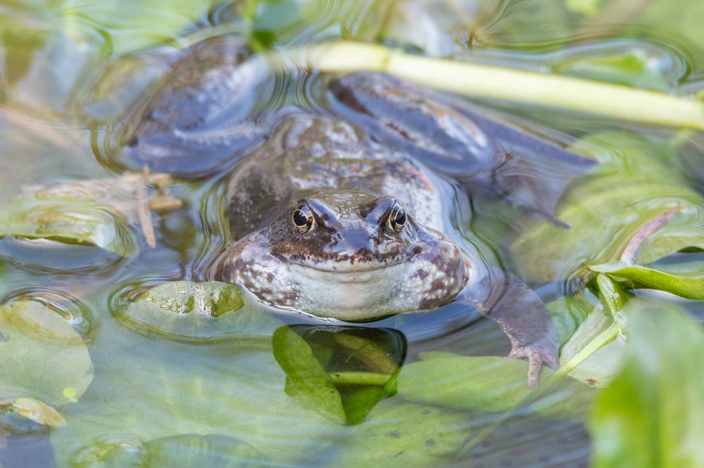 Erdkröte (Bufo bufo)