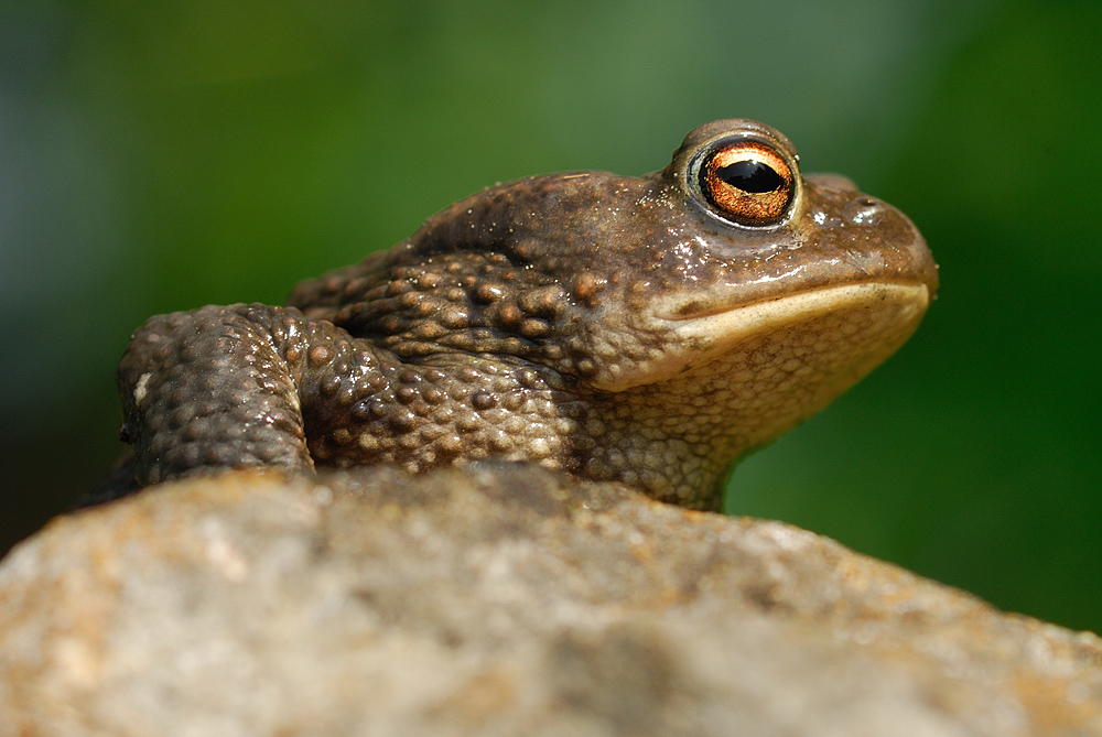 Erdkröte (Bufo bufo)