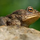 Erdkröte (Bufo bufo)