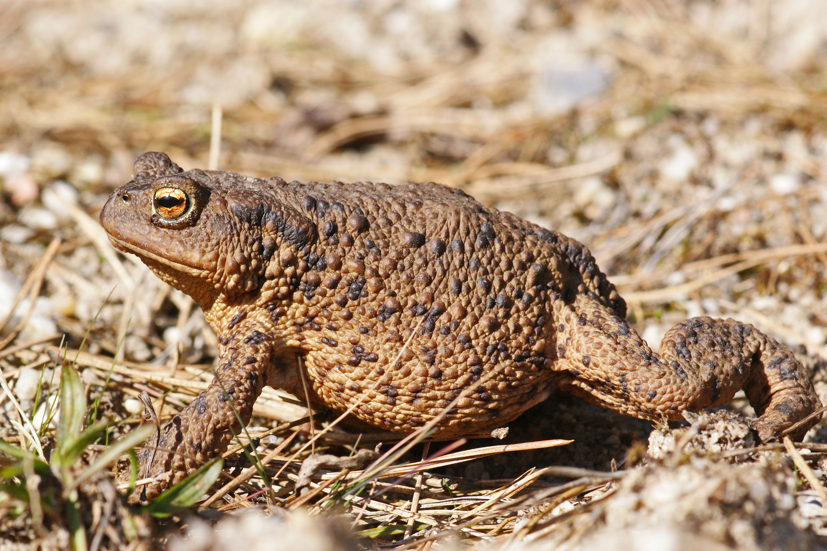 Erdkröte (Bufo bufo)