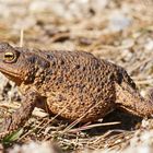 Erdkröte (Bufo bufo)