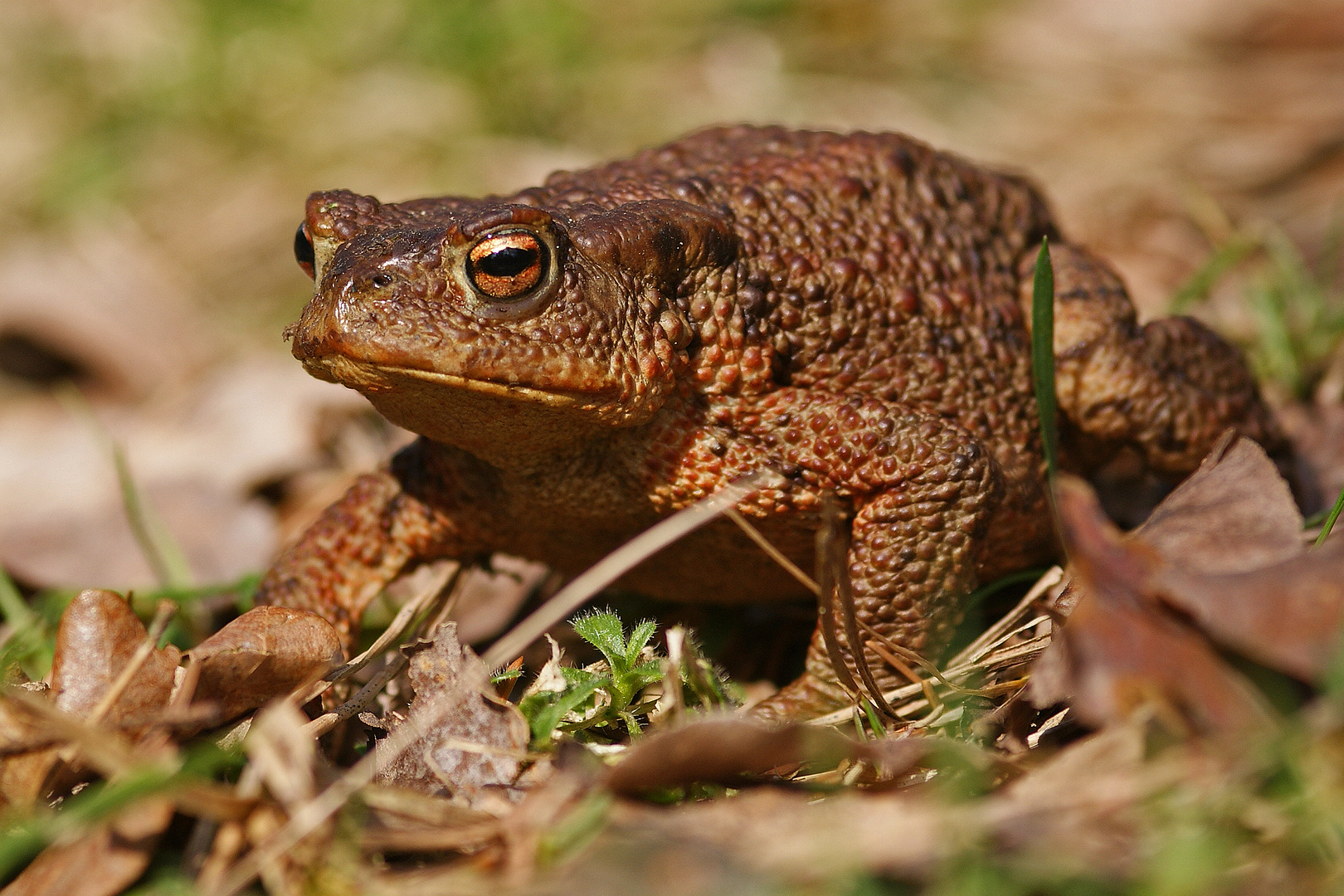 Erdkröte (Bufo bufo) auf Wanderschaft