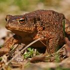 Erdkröte (Bufo bufo) auf Wanderschaft