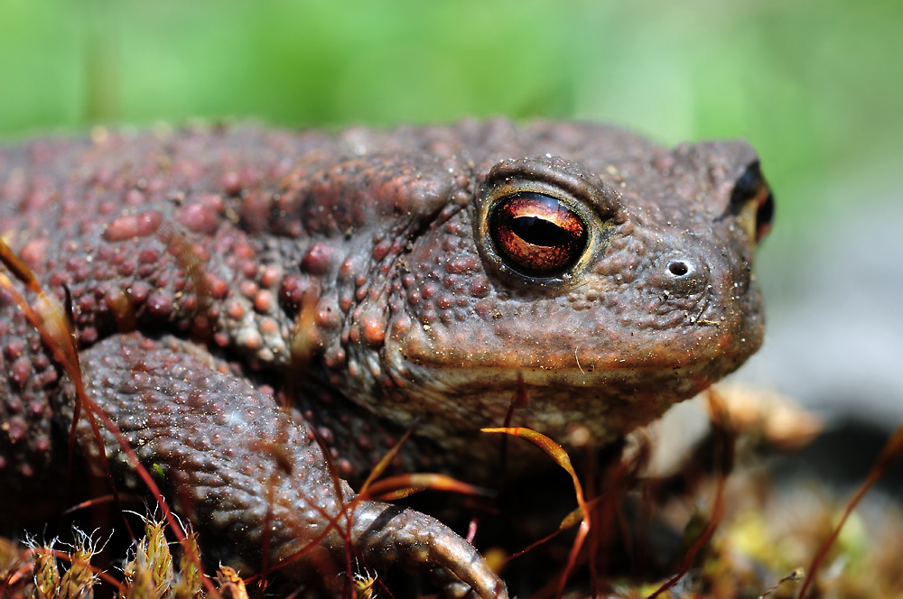 Erdkröte (Bufo bufo)