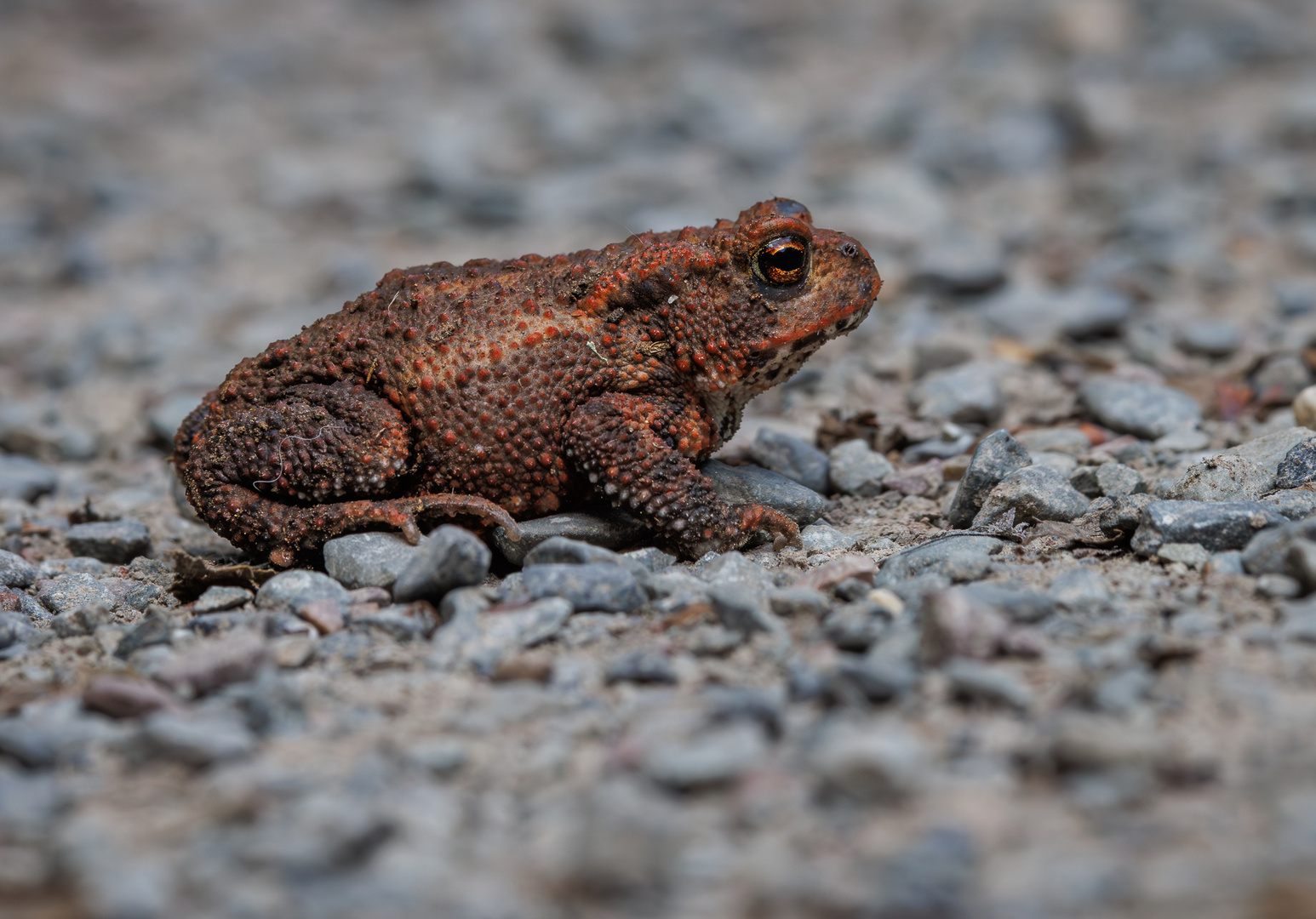 Erdkröte (Bufo bufo)