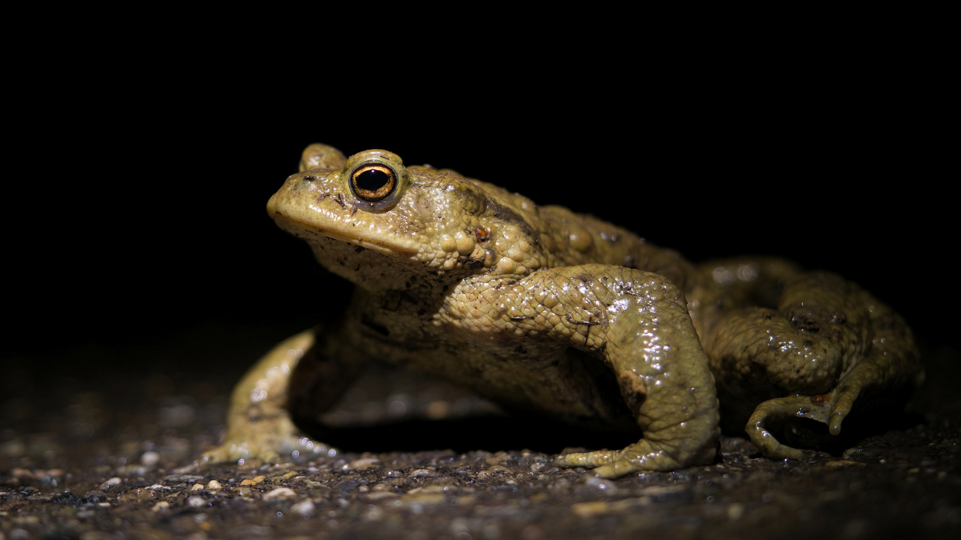 Erdkröte (Bufo bufo)