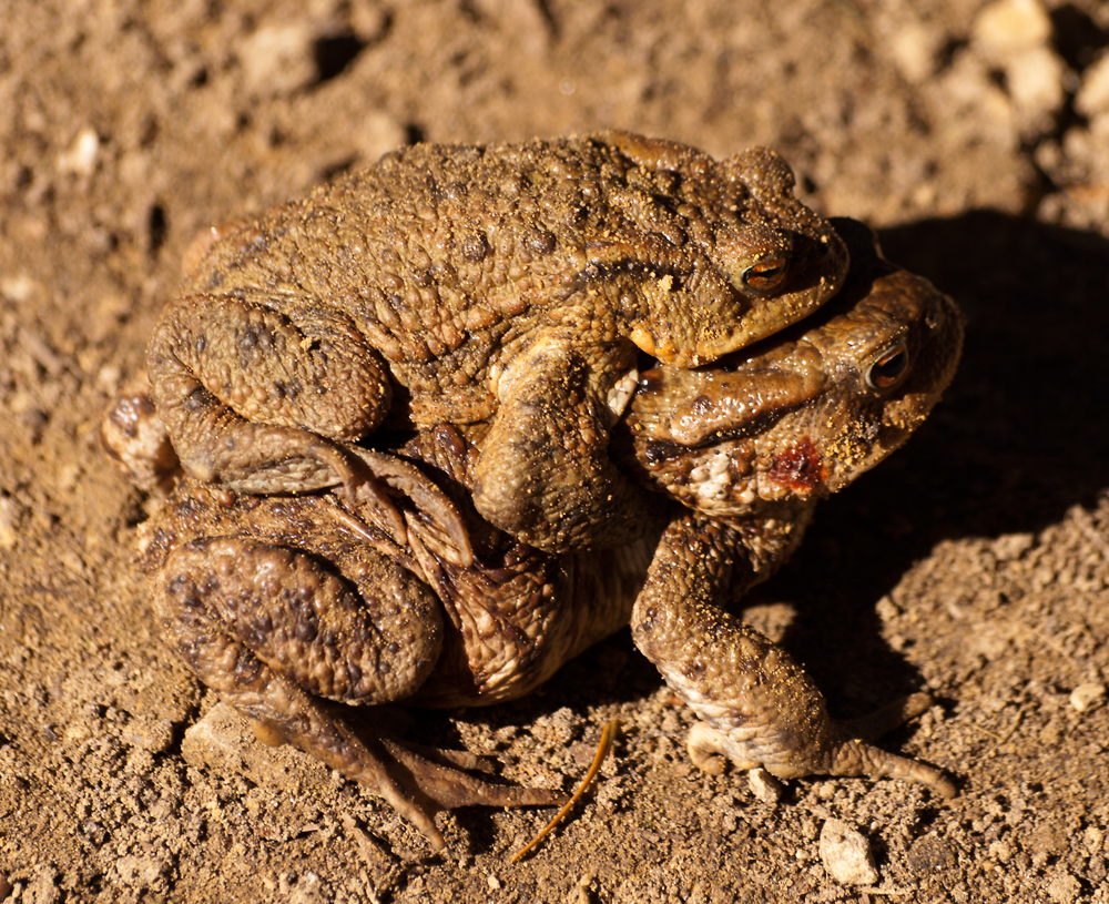 Erdkröte (bufo bufo)