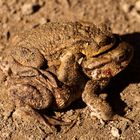 Erdkröte (bufo bufo)