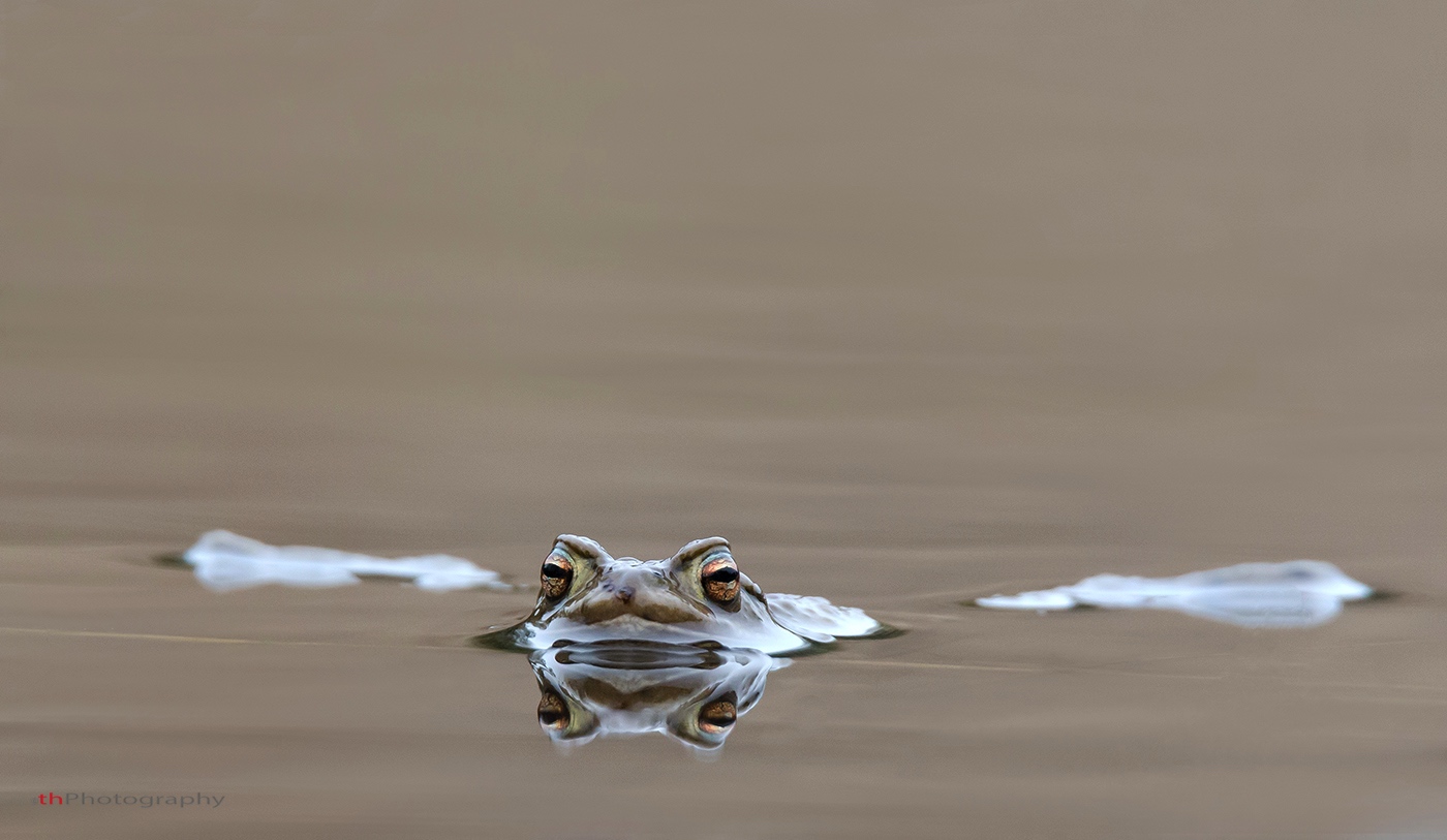 Erdkröte (Bufo bufo)