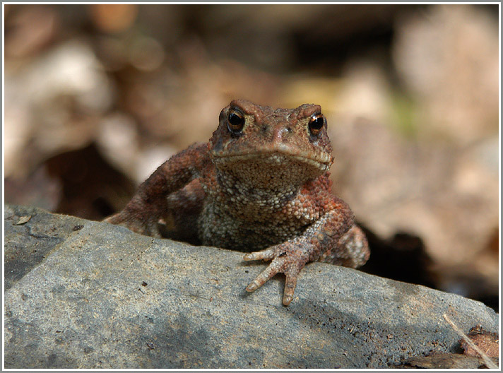 Erdkröte (Bufo bufo)