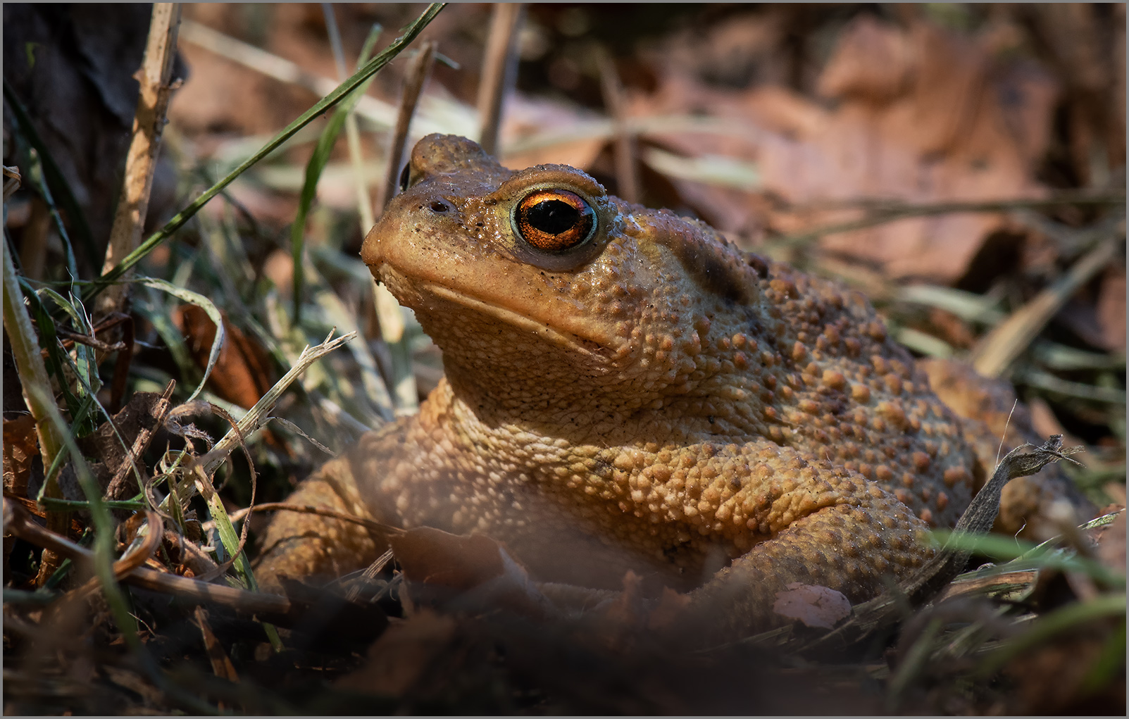 Erdkröte  -  Bufo bufo