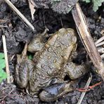 Erdkröte (Bufo bufo)