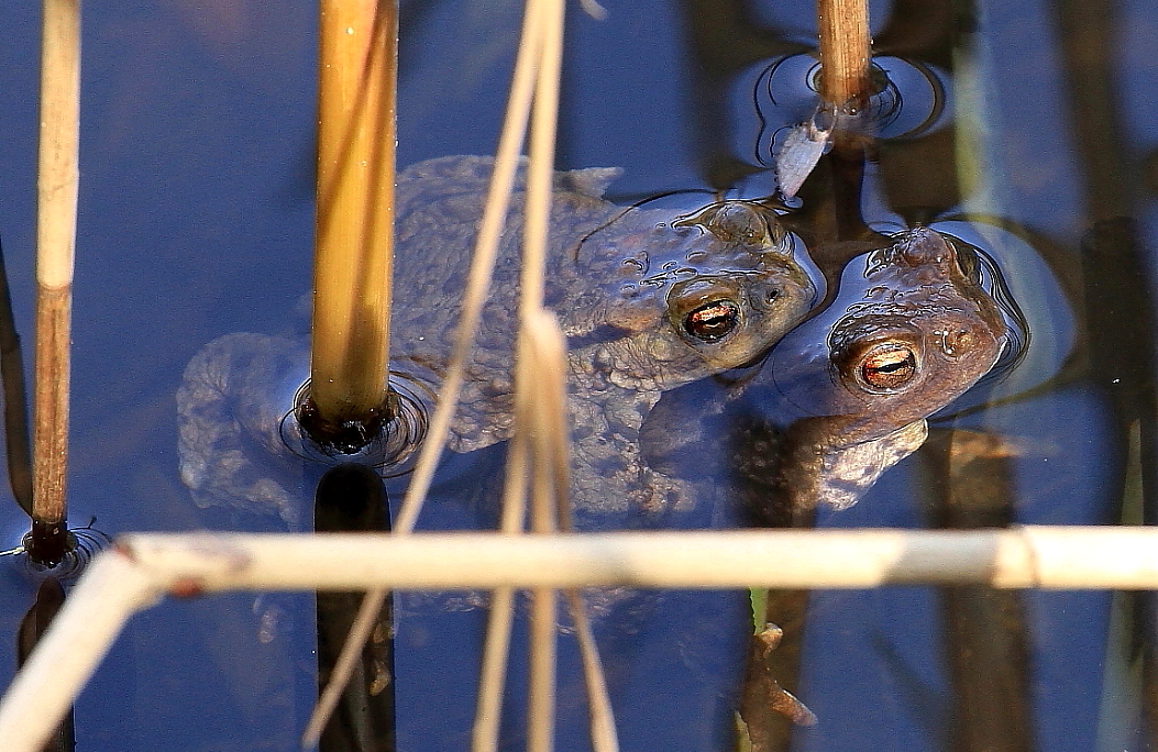 Erdkröte (Bufo bufo)