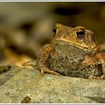 Erdkröte (Bufo bufo)