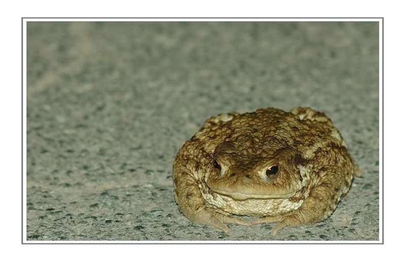 Erdkröte (Bufo bufo)