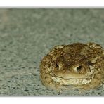 Erdkröte (Bufo bufo)