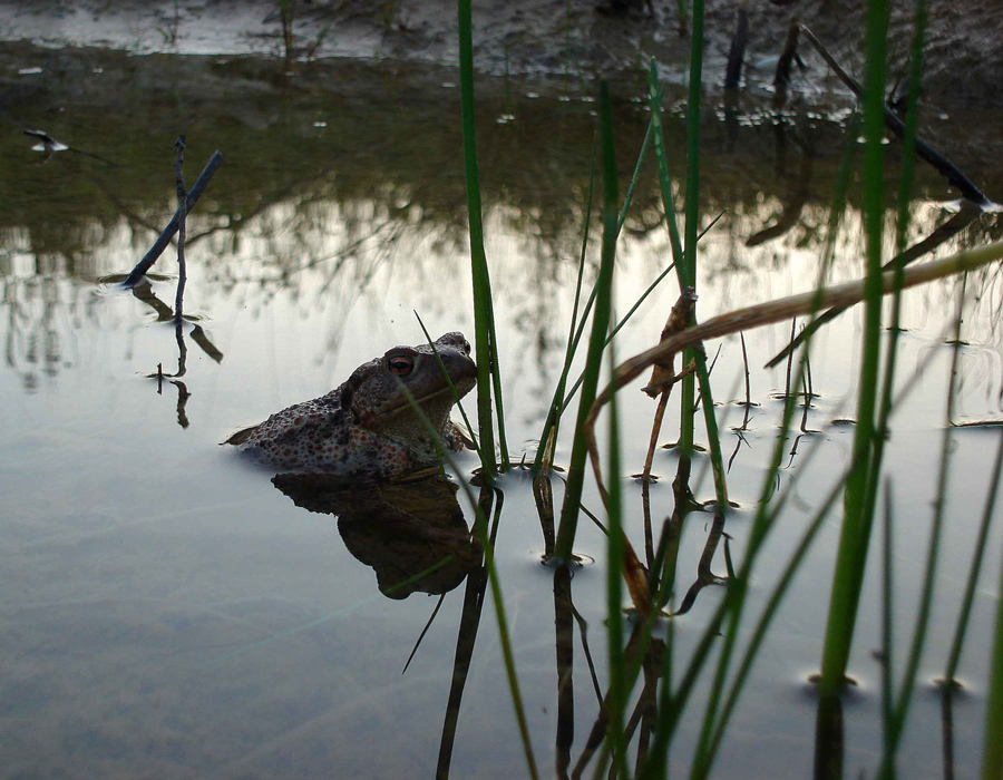 Erdkröte (Bufo bufo)