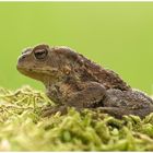 Erdkröte (Bufo bufo) I ........