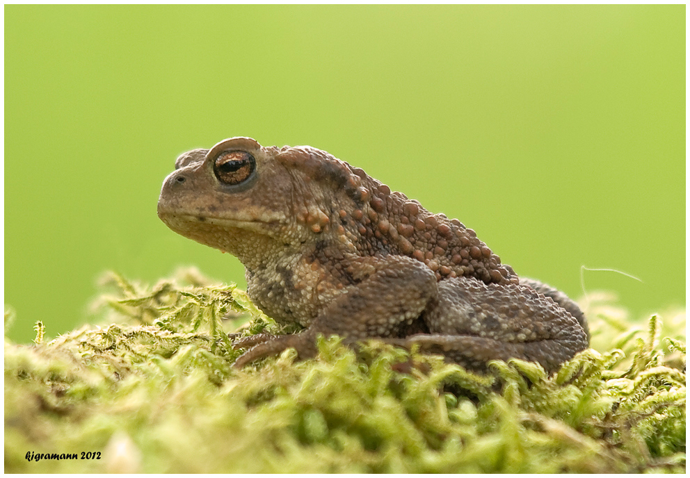 Erdkröte (Bufo bufo) I ........